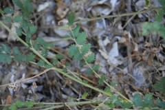 Sanguisorba minor