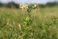 Galium