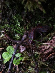 Ichthyosaura alpestris