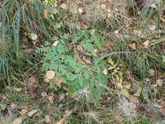 Pleurospermum uralense