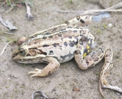 Pelophylax lessonae