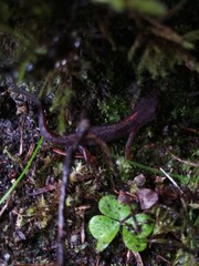 Ichthyosaura alpestris