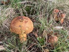 Neoboletus luridiformis