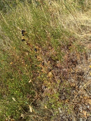 Chrysojasminum fruticans