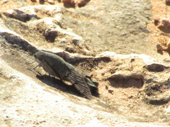 Macroglossum stellatarum