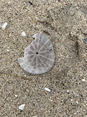 Dendraster excentricus