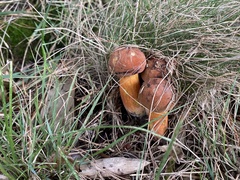 Neoboletus luridiformis