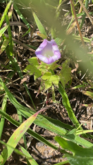 Ipomoea hederacea