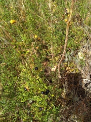 Chrysojasminum fruticans