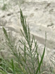 Diplachne fusca