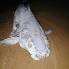 Rachycentron canadum