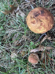 Neoboletus luridiformis