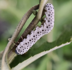 Tenthredo scrophulariae