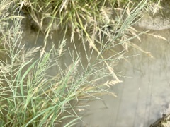 Diplachne fusca