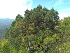 Juniperus excelsa