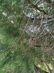 Juniperus excelsa