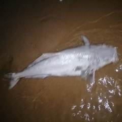 Rachycentron canadum