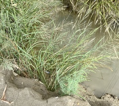 Diplachne fusca