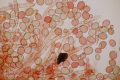 Botryobasidium conspersum