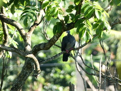 Patagioenas leucocephala