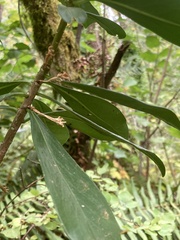 Daphne laureola