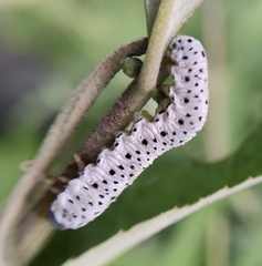 Tenthredo scrophulariae