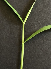 Muhlenbergia schreberi