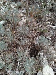 Artemisia alpina