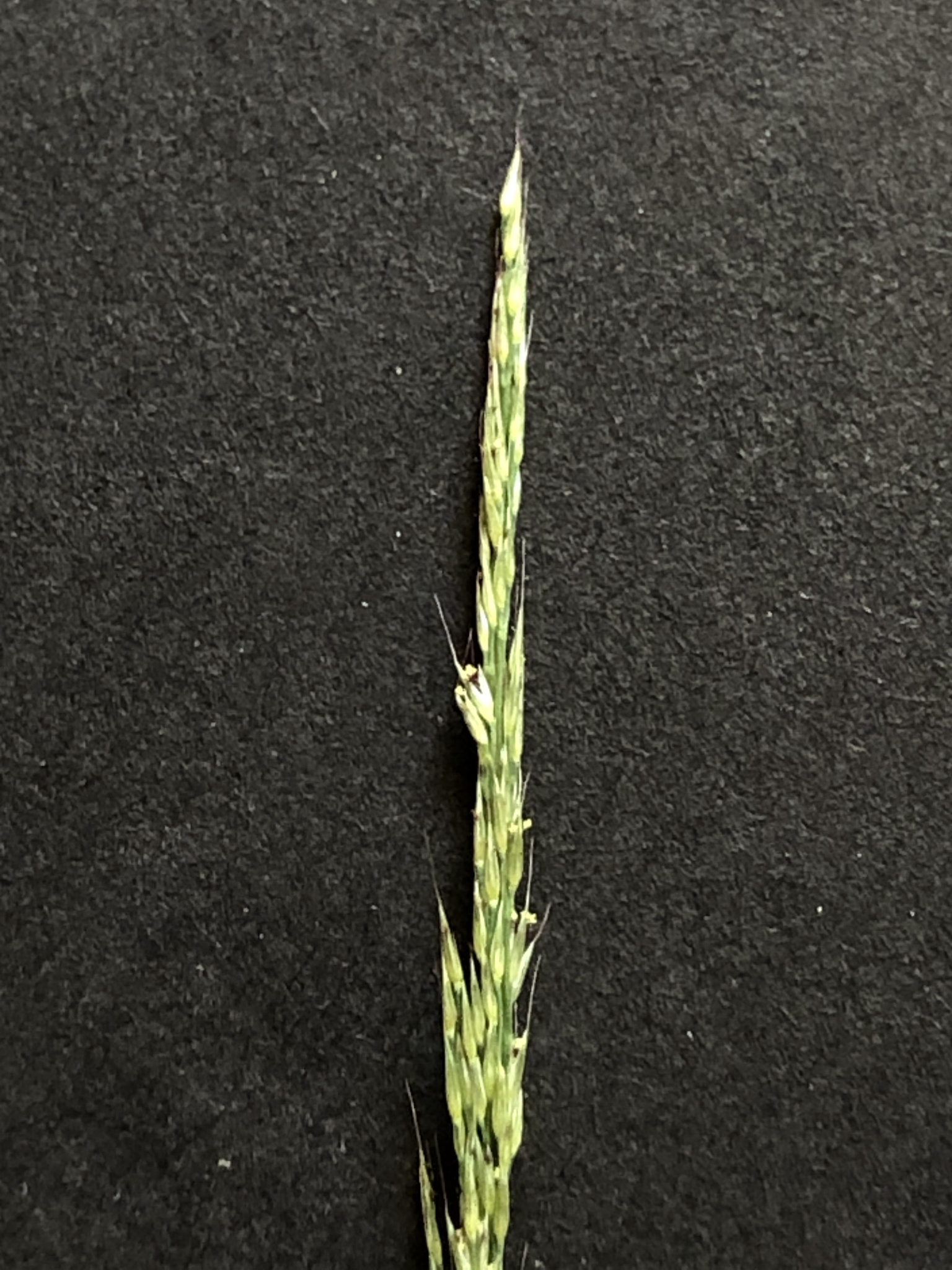 Muhlenbergia schreberi