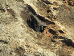 Macroglossum stellatarum