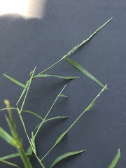 Muhlenbergia schreberi