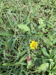 Taraxacum