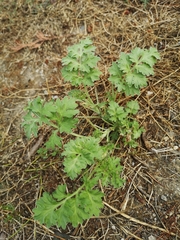 Artemisia absinthium
