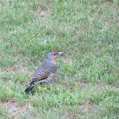 Colaptes auratus luteus