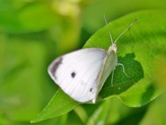 Pieris rapae