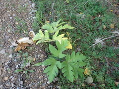 Heracleum dissectum