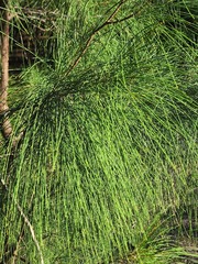 Casuarina equisetifolia