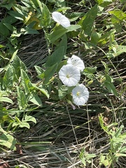 Convolvulus