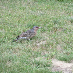 Colaptes auratus luteus
