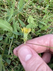 Taraxacum