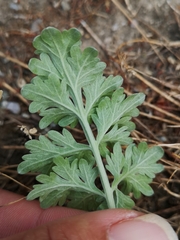 Artemisia absinthium