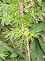 Lepidium didymum