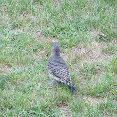 Colaptes auratus luteus