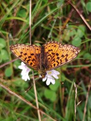 Boloria selene