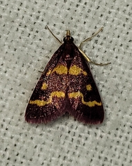 Pyrausta tyralis