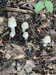 Coprinopsis variegata