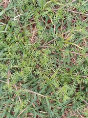 Lepidium didymum