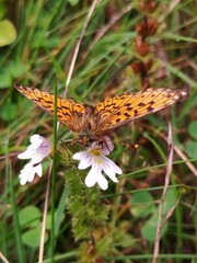 Boloria selene