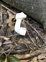 Entoloma abortivum