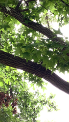 Liquidambar
